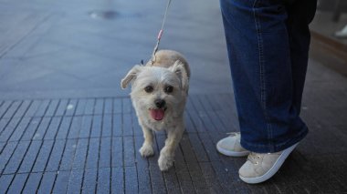 Kentsel bir sokakta tasmalı küçük bir köpeği gezdiren bir kadın. Sadece bacaklarının alt kısmı ve evcil hayvanın yüzü açıkça görülüyor..