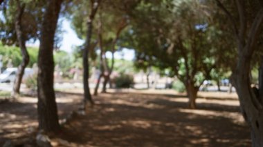 Açık hava ortamında bulanık bir arka plan ve parlak güneşli bir gün gösteren bokeh efektiyle odaklanmış ağaçlar.