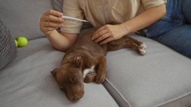 Bir kadın evinin oturma odasındaki kanepede otururken köpeğinin ateşini termometreyle ölçer..