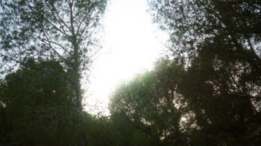 Güneş ışığı uzun, yoğun, yeşil ağaçların arasından süzülür sakin bir orman ortamında, doğanın dingin ve doğal güzelliğini yakalar..