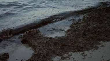 Deniz yosunlarıyla kaplı kıyılar bulutlu bir günde sakin bir sahil sahili yaratıyor..