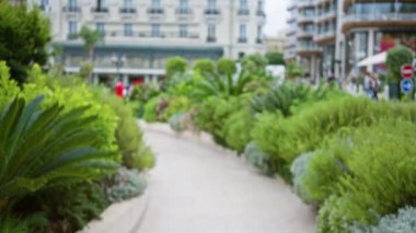 Monako 'daki yemyeşil bir bahçe yolunun bulanık manzarası. Güneşli bir günde arka planda modern lüks binalarla çevrili..