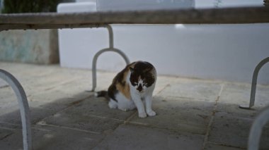 Dışarıda, gölgeli bir alanda, metal bir masanın altında arka planda beyaz bir duvar olan bir kedi oturuyor..