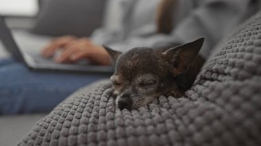 Gri bir kanepede uyuyan bir chihuahua ve rahat bir oturma odasında dizüstü bilgisayar kullanan bir kadın.