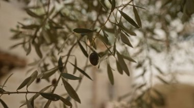 Hasat mevsiminde güneşli bir günde açık havada narin yapraklarını sergileyen Puglia, İtalya 'da yeşil ve siyah zeytinli bir zeytin dalının yakın çekimi..