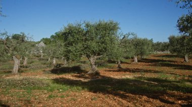 Olgun zeytin ağaçlarıyla güneşli bir zeytin koruluğu Puglia, Güney İtalya 'da bulunan olea europaea bölgenin kırsal cazibesini ve tarım mirasını gözler önüne seriyor..