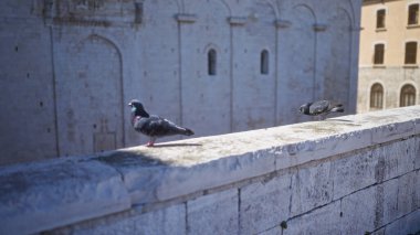 Bari, İtalya 'da antik bir taş duvara tünemiş iki güvercin, Puglia' nın tarihi mimarisinin kırsal çekiciliğini açık hava ortamında sergiliyor..