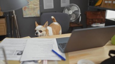 Garip bir Chihuahua, dağınık bir ofis ortamında, evcil hayvan dostu bir iş yerini ima ederek evrak işleriyle uğraşıyor..