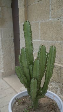 Euphorbia ingens cactus in a pot against a stone wall outdoors in puglia, italy, showcasing its green spiky structure. clipart