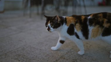 Üç renkli bir kedi, doğal bir ortamda bez kürkünü ve tuhaf ifadesini sergileyerek bir kaldırımda yürüyor..