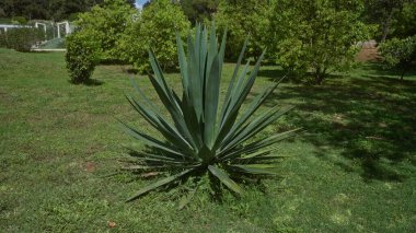 Yüzyıl bitkisi olarak da bilinen canlı bir agave americana, güneşli bir günde, Puglia, güney İtalya 'da, açık bir bahçede yemyeşil ve huzurlu doğal bir ortamda gelişiyor..