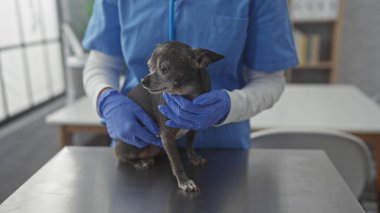 Mavi önlüklü bir veteriner içerideki metal bir masada kıdemli bir chihuahua 'yı inceliyor. Veteriner check-up sahnesini resmediyor..