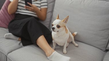 Hispanic woman using smartphone indoors, with pet chihuahua beside her on a gray sofa at home clipart