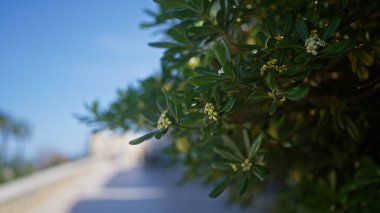 Puglia, İtalya 'da yeşil yapraklı ve bulanık arkaplanlı bir açık hava ortamında bulunan çiçek açan fildişi Angustifolia' nın yakın çekimi.