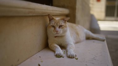 Rahatlamış bir kedi, sakin, kentsel bir ortamda güneşlenerek, taştan bir basamağa uzanır..