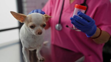 Orta yaşlı bir kadın veteriner kliniğinde bir chihuahua tutuyor, eldiven takıyor ve elinde bir örnek kabı tutuyor..