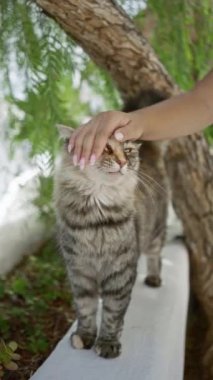 Gündüz vakti arka planda ağaç olan yeşil bitkilerin yakınında kedi evcilleştiriliyor.