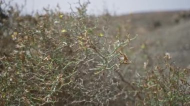 Lanzarote 'un kuru ve engebeli manzarasında, gün ışığında yeşil ve dikenli çalılıklarını sergileyen, kuru ve engebeli adalarda, launaea ağaçevi olarak da bilinir..