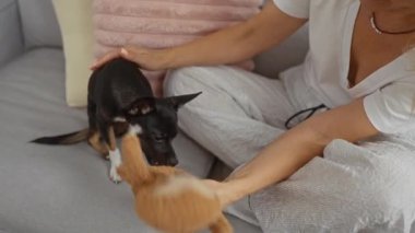 Sıcak oturma odasındaki kanepede siyah chihuahua ile oynayan bir kadın besleyici bir bağ ve rahat bir atmosfer gösteriyor.