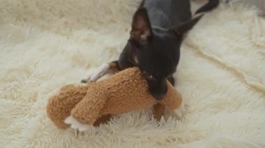 Chihuahua, arka planda bir kadının eliyle rahat bir yatak odasında oyuncak bir oyuncakla oynuyor.