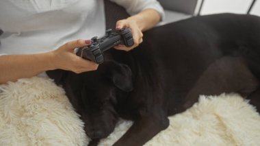 Köpeği rahat bir oturma odasında tüylü bir halıda uyurken bir kadın video oyunu oynuyor..