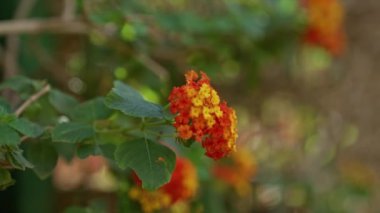 Ispanyolca murcia bahçesinde canlı lantana camara çiçekleri. Canlı turuncu ve sarı renkler sergiliyor. Açık havada yemyeşil yapraklar yeşeriyor.
