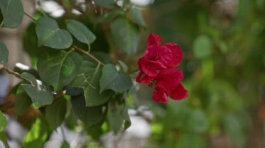 Murcia İspanya 'da canlı bougainvillea kırmızı çiçekler ve yemyeşil yapraklar ile doğal arka planda
