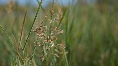 Güneşli bir günde Murcia İspanya 'da açık havada çimen bitkisi kapanıyor. Narin kahverengi tohum başları ve canlı yeşil saplar sergileniyor..