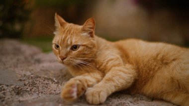 Kızıl kedi güneşli bir günde doğal bir ortamda yerde uzanıyor, dinleniyor ve tetikte bekliyor..