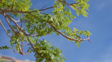 Moringa ağacının dalında canlı yeşil yapraklar açık mavi gökyüzüne karşı Murcia açıklarında doğal güzelliği ve bereketli ortamı vurguluyor.