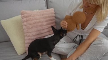 Siyah chihuahua ile oynayan bir kadın ve rahat oturma odasında pembe yastıklı pelüş bir oyuncak.