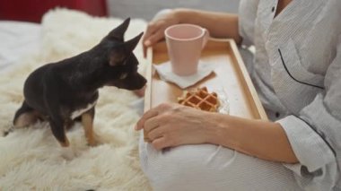 Yatak odasında pijama giyen bir kadın, chihuahua köpeğiyle kahvaltı yapıyor, bir tepside waffle ve gözleme yiyor, iç mekan sahnesi.