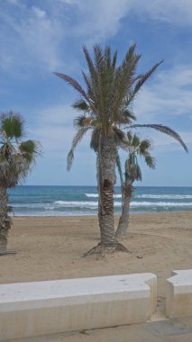 Palmiye ağaçları, yumuşak okyanus dalgaları ve arka planda açık mavi gökyüzü olan kumlu bir sahilde dimdik dururlar..