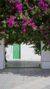 Haria 'da canlı mor çiçeklerin altında yürüyen bir kadın, Lanzarote' de manzaralı bir kasaba, kanarya adaları, büyüleyici yeşil bir kapı ve yemyeşil bir bitki örtüsü sergiliyor..