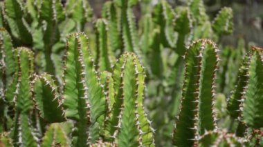 Lanzarote kaktüs bahçesindeki açık havada öforbi kanarya kaktüsünün yakın çekimi dikenli yeşil saplar sergiliyor..