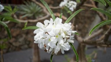 Pachypodium lamerei ağacının beyaz çiçekleri, genellikle madagaskar palmiyesi olarak bilinir, Lanzarote, kanarya adalarında gündüz vakti kaktüs bahçesinde..