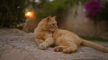 Kızıl kedi taştan yolda uzanırken yemyeşil ve arka planda akşam ışığı vardı.