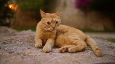 Kızıl kedi, yumuşak odaklı arka planı ve bulanık ışıklandırması olan taştan bir yüzeyde dinleniyor.