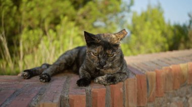 Kaplumbağa kabuğu kedisi arka planda yeşillik olan açık hava parkının duvarında dinleniyor.