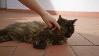 Kadın, terakotta fayanslarıyla güneşli bir terasta, rahat bir kediyi nazikçe okşuyor, bir huzur anı yakalıyor ve doğayla bağlantı kuruyor..