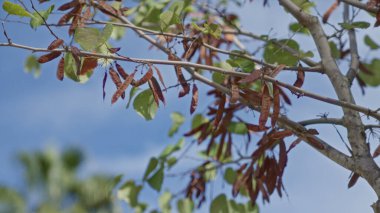 Murcia İspanya 'da tohum kapsülleri ve açık mavi gökyüzünün altında yeşil yaprakları olan renkli cercis silikastrum ağacı doğal güzelliği ve Akdeniz florasını vurguluyor..