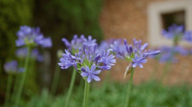 Agapanthus flowers blooming outdoors in mallorca, balearic islands, creating a beautiful and vibrant garden scene with a blurred building in the background. clipart