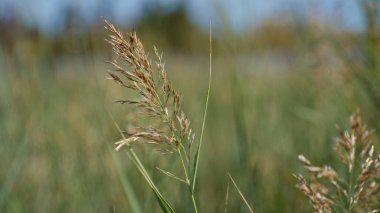 Murcia İspanya 'daki yabani otların yakın çekimi bulanık doğal bir arka plana karşı detaylı doku gösteriyor açık bitki yaşamının özünü yakalıyor..