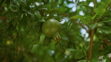 Closeup of an unripe pomegranate on a tree branch in mallorca, balearic islands, showcasing vibrant green foliage and fruit. clipart