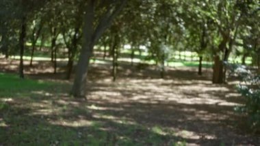 Roma 'daki verimli villa borghese bahçelerinin bulanık manzarası. Ağaçların arasından süzülen güneş ışığı yere yumuşak gölgeler düşürüyor. Huzurlu bir bokeh etkisi yaratıyor..