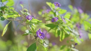 Solanum rantonnetii 'nin mor çiçekleri açık havada doğal güneş ışığında serpilmekte. Murcia, İspanya' daki canlı bahar ortamında canlı yeşil yapraklar sergilenmektedir..