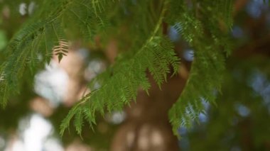 Murcia, İspanya 'da açık havada asılı duran bereketli eğreltiotu dallarına benzeyen güneşli bir ortamda zengin yeşil yapraklar ve doğal güzellikler sergiliyorlar..
