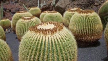 Çoklu altın varil kaktüsü, bilimsel olarak echinocactus grusonii olarak bilinir, Lanzarote 'da bir kaktüs bahçesinde, kanarya adalarında, gün ışığında