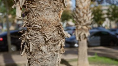 Murcia İspanya 'daki şehir parkındaki pürüzlü desenli palmiye ağacının gövdesinin yakın görüntüsü güneşli gökyüzünün altında bulanık arabalar ve yeşilliklerle çevrili..