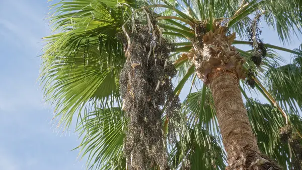 Bereketli yeşil yaprakları olan uzun palmiye ağaçları ve Murcia İspanya 'da berrak mavi gökyüzüne karşı olgun siyah meyve kümeleri tropikal bitki güzelliği sergiliyor.